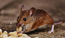 24 Hour & Emergency Exterminators in Normal, IL